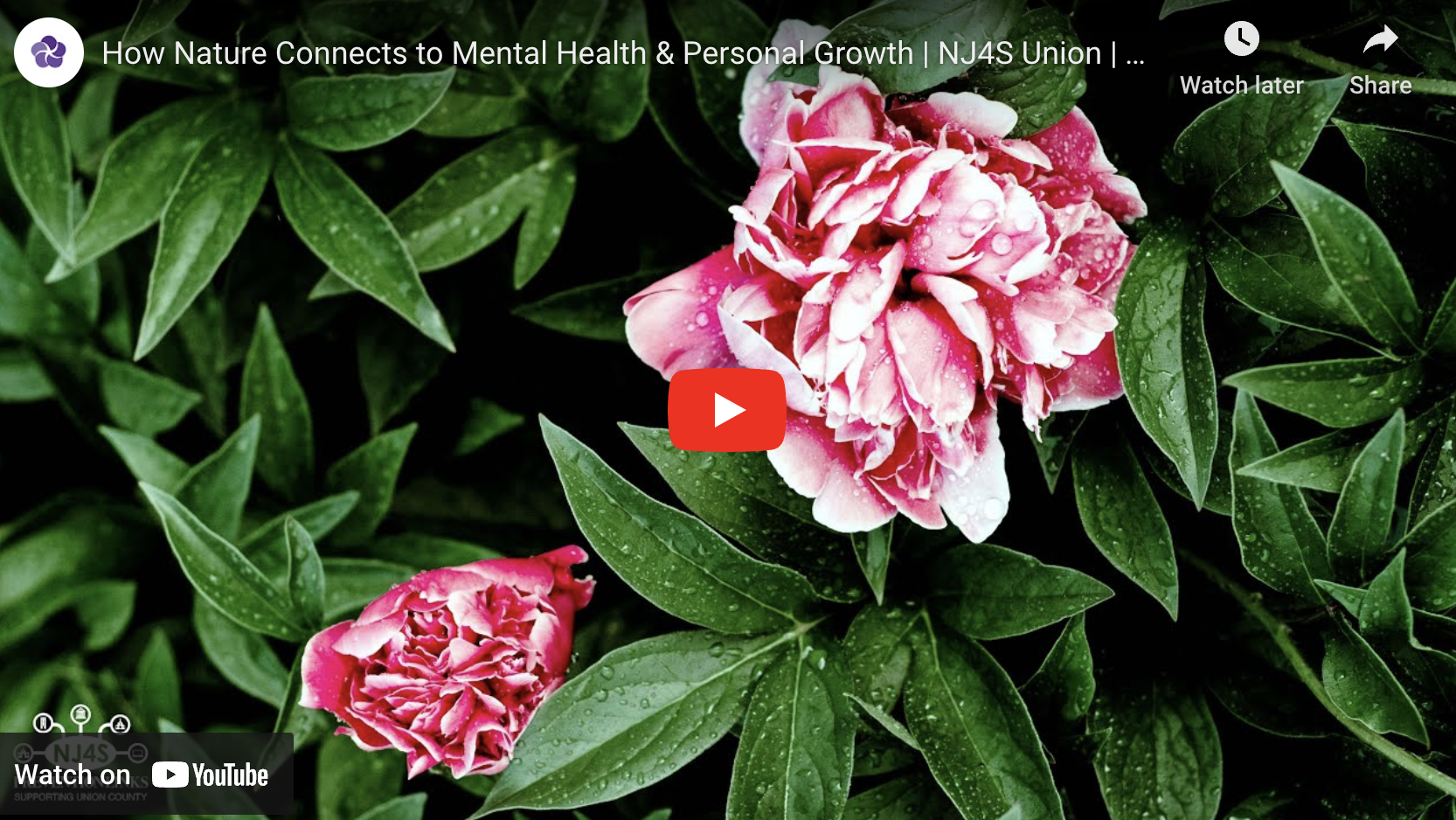 How Nature Connects to Mental Health & Personal Growth